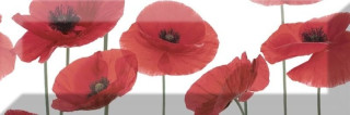 Absolut Keramika Decor (pz) Poppy 04 10х30