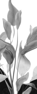 Arklam Fiori Di Luna Hond 6 mm 120x280