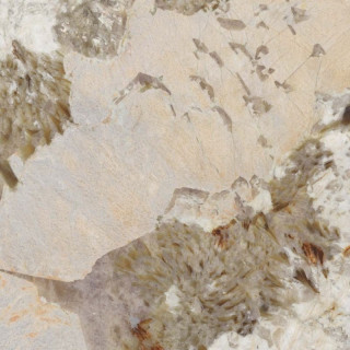 ABK Sensi Nuance Patagonia Wow Lux 120x120