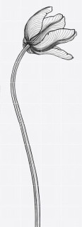 Bardelli Tuli-charme 4 80x220