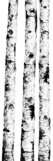 Kerlite Wanderwall Ritmi C3 3.5 mm 300x100