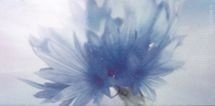 Fiordaliso A 30х60