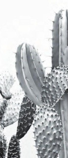 Ornamenta Operae Cacti White 120x278