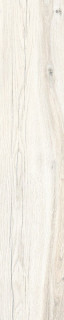 RHS Daring Ivory 24x120