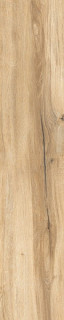 RHS Daring Honey 24x120