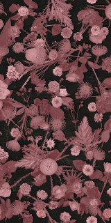 Sodai Bloom Essenza Pink B 3.5 mm 50x100
