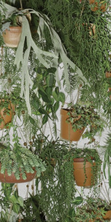 Sodai Veggie Essenza Green A 3.5 mm 50x100
