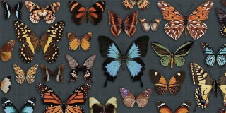 Wide&Style Papillon 60x120