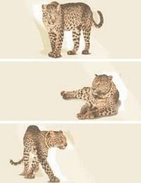 Emil Ceramica Luxury Instinct Leopard 25x60