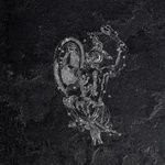 Orione Gryphea 49х49