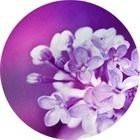 Lavica Set Discus Fiori 3 37х37