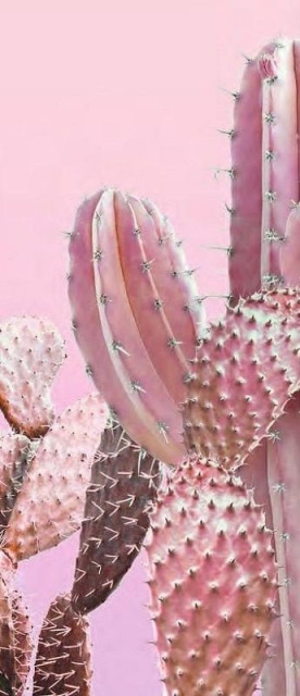 Ornamenta Operae Cacti Pink 120x278