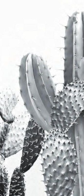 Ornamenta Operae Cacti White 120x278