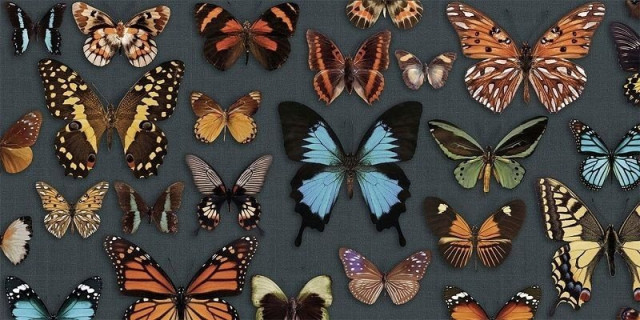 Wide&Style Papillon 60x120