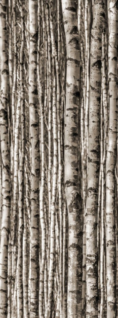 Tubadzin Monolith Epoxy Dekor Birch 6mm 239,8x89,8